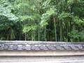 Bamboo