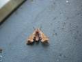 moth