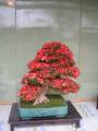 Bonsai 