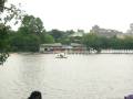 Swan Boats