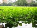 Ueno Lilies Again